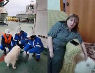 Экипаж ледокола «Александр Санников» помог собаке выбраться из арктических льдов