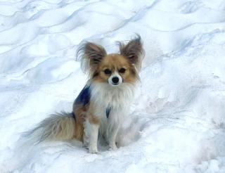 Чихуахуа помогла спасти хозяина, который провалился в ледяную расщелину в Альпах