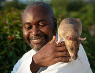 Крыса по кличке Каролина из Танзании помогала выявлять туберкулёз у пациентов