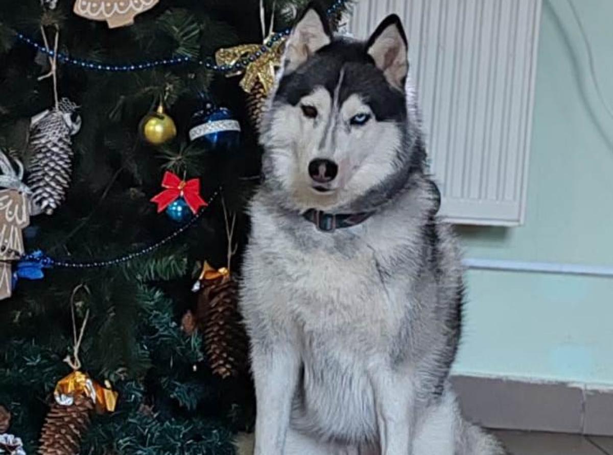 Северная хаски из Калининградской области помогает реабилитироваться участникам СВО