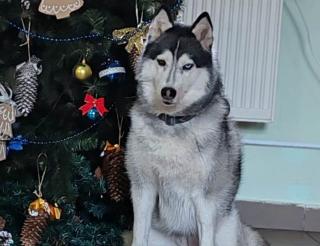 Северная хаски из Калининградской области помогает реабилитироваться участникам СВО