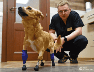 В Новосибирске хирурги-ветеринары подарили бездомной собаке новые лапы