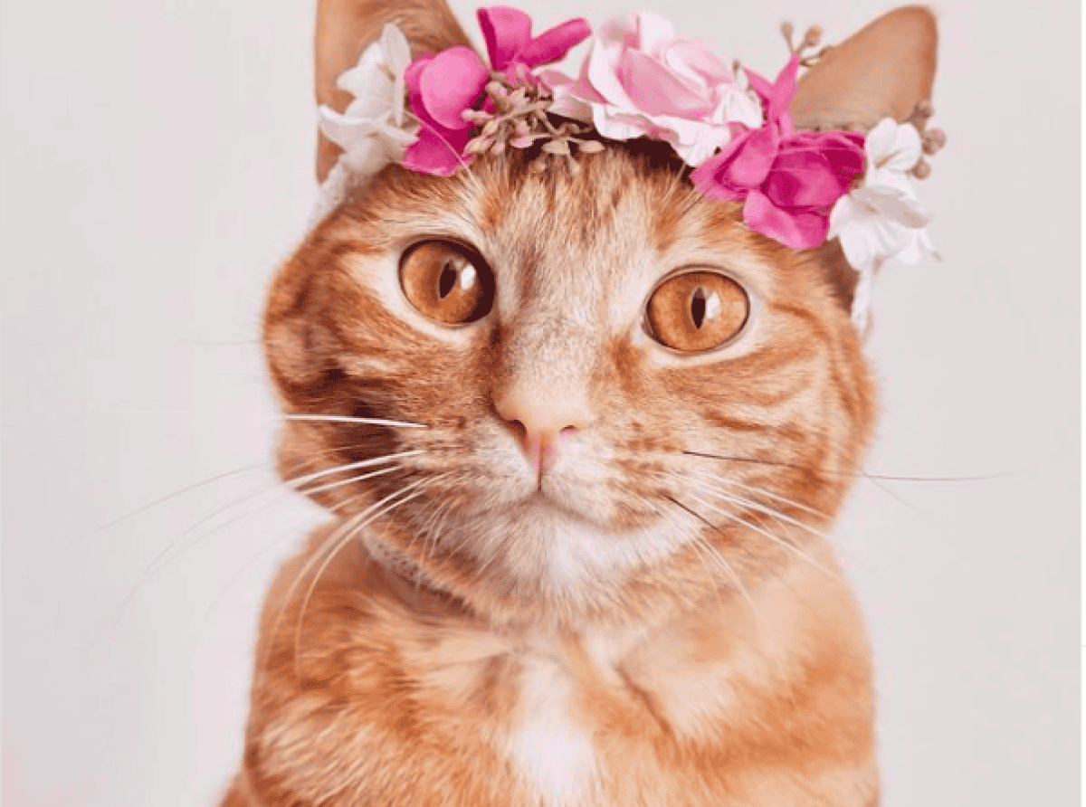 Кошка из приюта стала моделью и звездой Instagram
