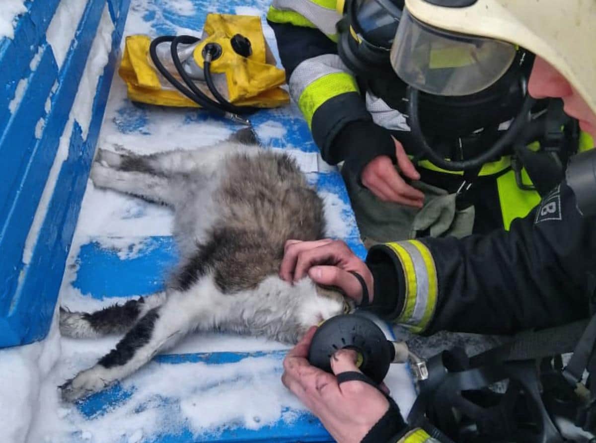 В Кемерове спасатели реанимировали кошку после пожара