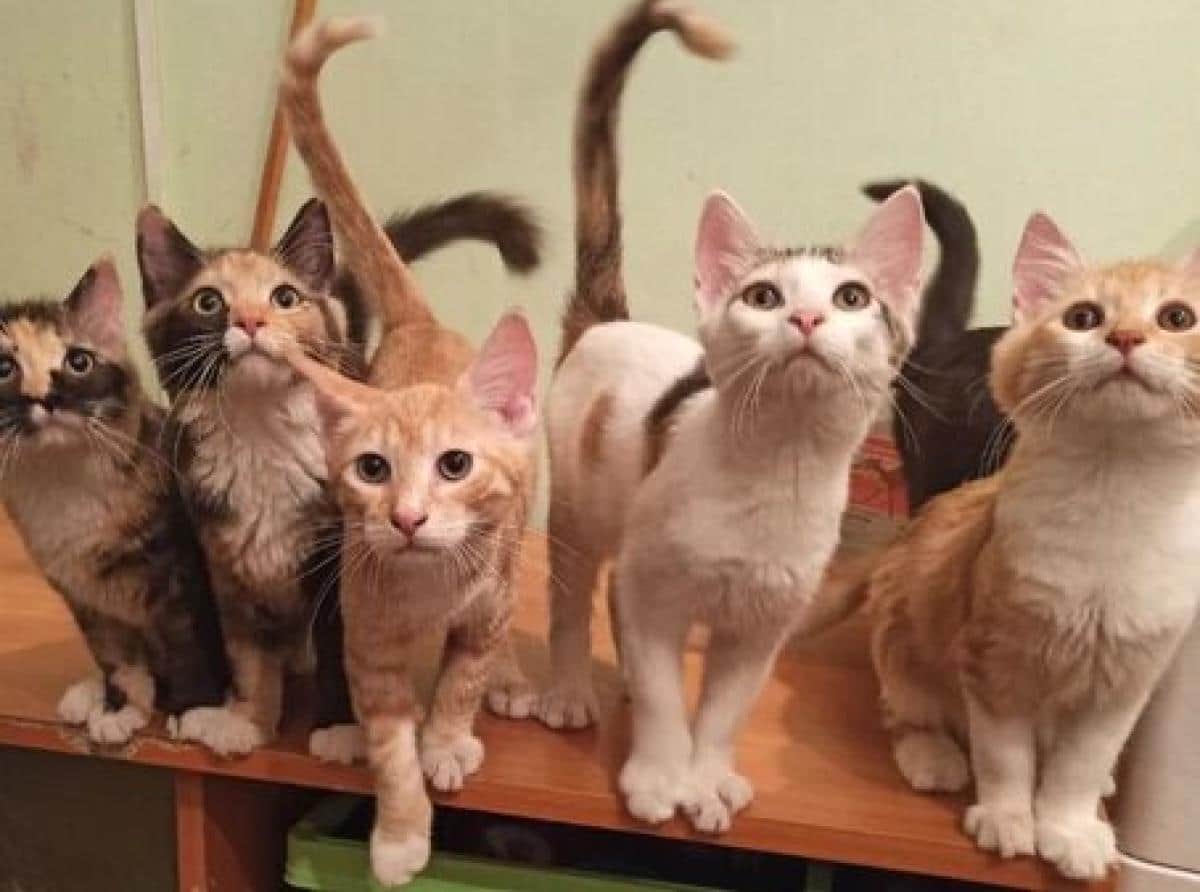 100 кг корма для «Кошкиного дома»!