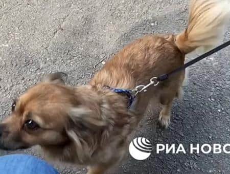 Собака Роза спасла при обстреле жительницу Северодонецка