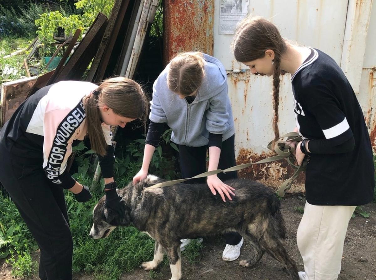 Twin sisters gave hope to homeless animals in Ryazan 