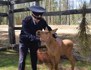 A local policeman from Yakutia saved a three-day-old moose calf from death