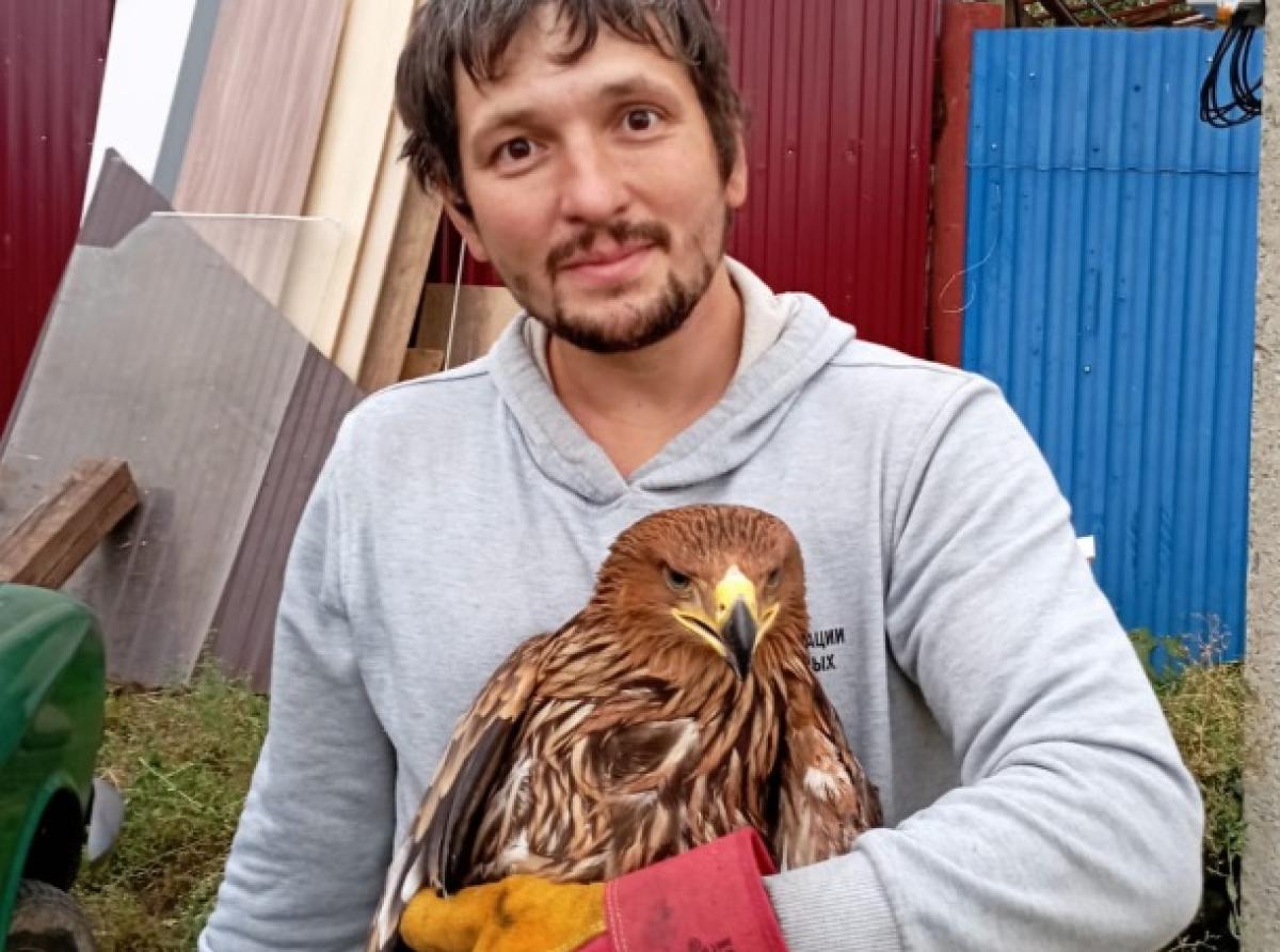 In Bashkiria a burial eagle was rescued, which was shot by unknown people