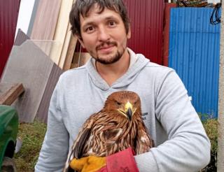 In Bashkiria a burial eagle was rescued, which was shot by unknown people