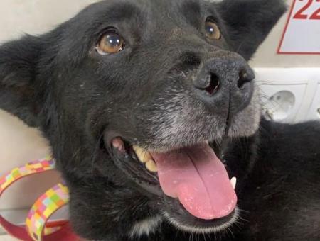 In Krasnodar a stray dog Blueberry rescued a boy who fainted