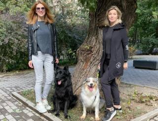 Friends came up with a happy retirement for service dogs in the Moscow region