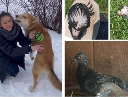 A flight attendant from Belarus found a pigeon with lacerations on the street and placed it in a shelter