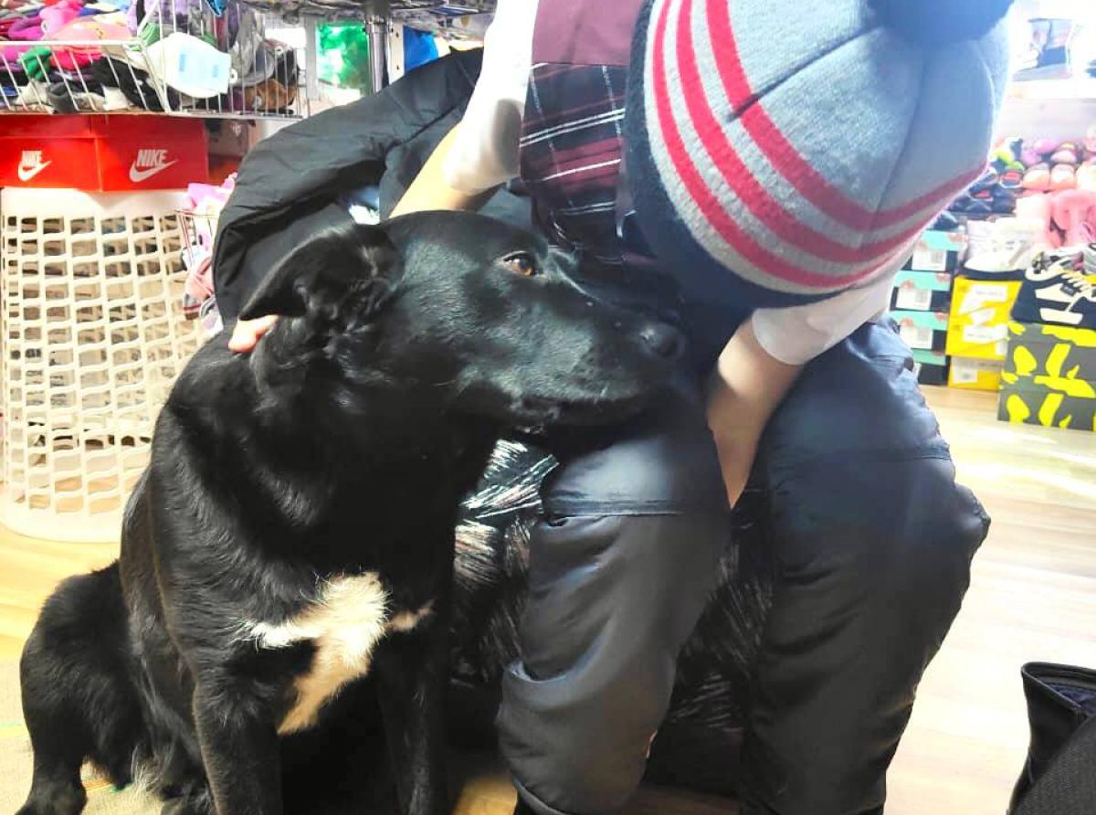 A stray dog became a babysitter for children from a seaside village