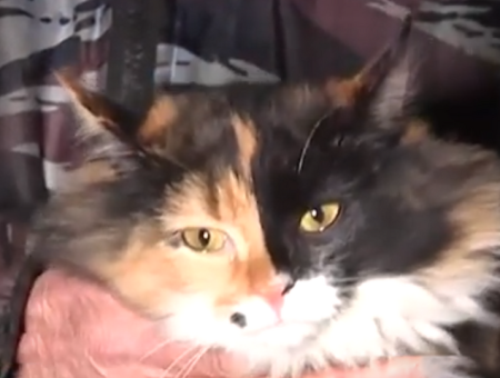 A Scarecrow cat from the Nizhny Novgorod region saved an entire entrance from a fire