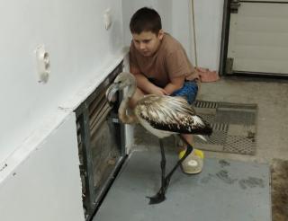 A family from Urai rescued a freezing flamingo from a Siberian deposit