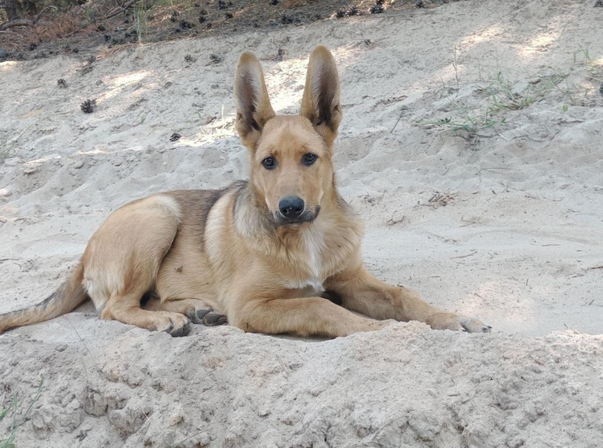 The dog Varya saved the fighters in the special operation zone, but she died