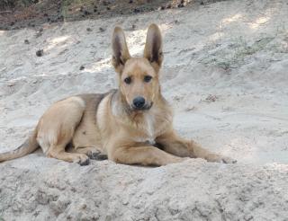 The dog Varya saved the fighters in the special operation zone, but she died