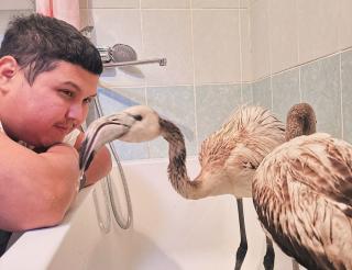 Kazakh blogger saved a frozen flamingo