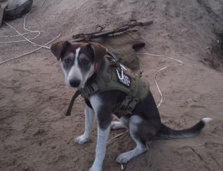A mutt named Pobeda led the fighters through minefields and became a loyal guard for the soldiers.