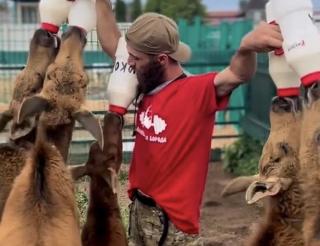 Artur Maliev, a resident of the Tver region, creates a shelter-reserve for the treatment and conservation of moose
