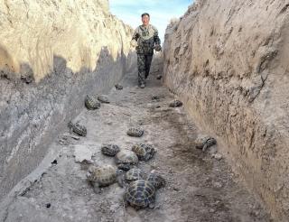 Kazakhstani eco-activists save the population of Central Asian turtles from farmers and poachers