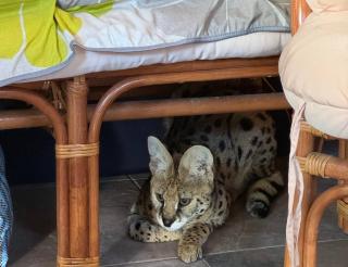 A family in the Nizhny Novgorod region sheltered a sick serval abandoned on the highway
