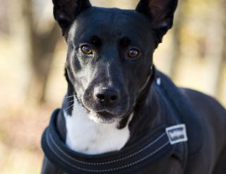 The three-legged dog Ehrman became a rehabilitologist for his relatives in a shelter for homeless animals