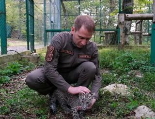 In Sochi National Park experts are restoring the population of almost extinct leopards in southern Russia