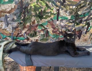 A cat named Bagheera entered the service of the Russian gunners