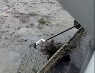 In Kamchatka, the police rescued a bear cub that got entangled in fishing nets