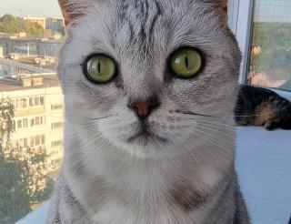 Bonya the cat from Donbass became a blood donor for his brothers in Kaliningrad