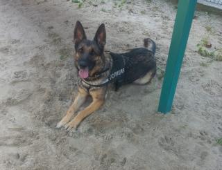 In the Kaliningrad region, the service shepherd Zena found a missing woman and saved her life