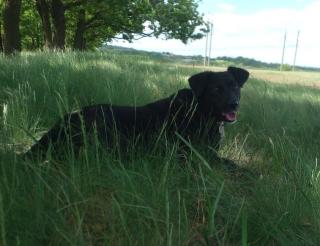 Millie the dog became a four-legged nature protection inspector in the DPR