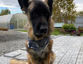 A shepherd dog named Irbis saved his master from four bears in Kamchatka
