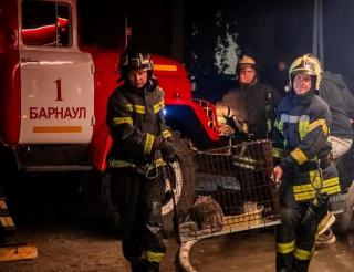 Altai rescuers took out about a thousand animals from the fire