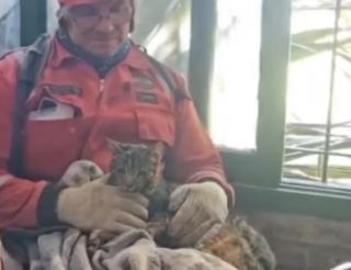 Argentine rescuers gave a second life to a cat that spent more than a week under the rubble