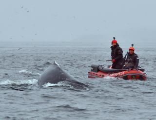Sakhalin volunteers of