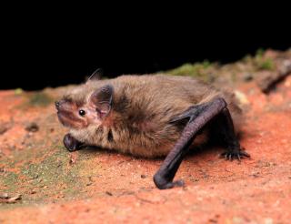 Bats in Portugal save rare books from insects