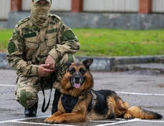 A service dog named Zhair prevented a terrorist attack and saved the lives of many people.