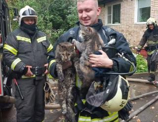 Novgorod firefighters rescued a dog, three cats and a turtle from the fire, along with the owner and her three children.