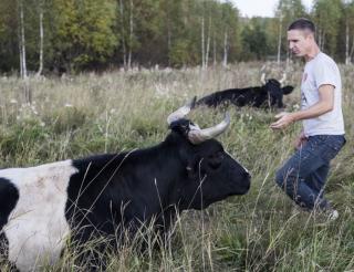 Reserve officer Viktor Grishin created a shelter for cows near Yekaterinburg