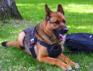 A German shepherd dog named Bazuka found an ammunition cache in the Kaliningrad region before retiring
