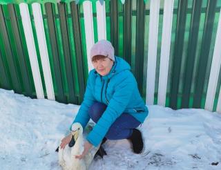 A family from Ishim rescued a wounded swan and gave it a new home