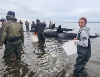 Residents of Kamchatka and rescuers spent three days waist-deep in water to save the killer whales