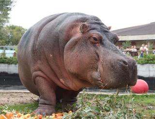 The oldest hippopotamus in the Russian zoo can dive like a dolphin and launch fountains from under the water