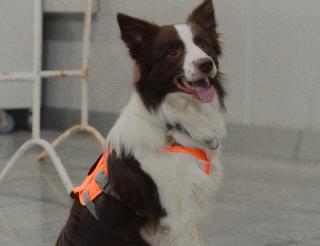A dog named Koda saves his mistress from attacks with diabetes mellitus.