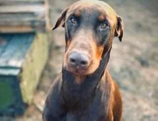 A Doberman named Zeus has become a stormtrooper's best friend in the special military operation zone.