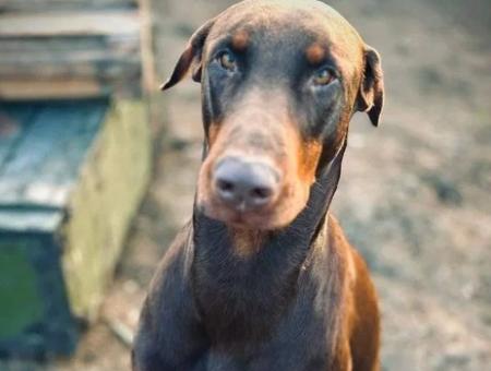 A Doberman named Zeus has become a stormtrooper's best friend in the special military operation zone.