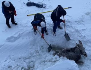 Sailors of the nuclear icebreaker Yakutia rescued a moose